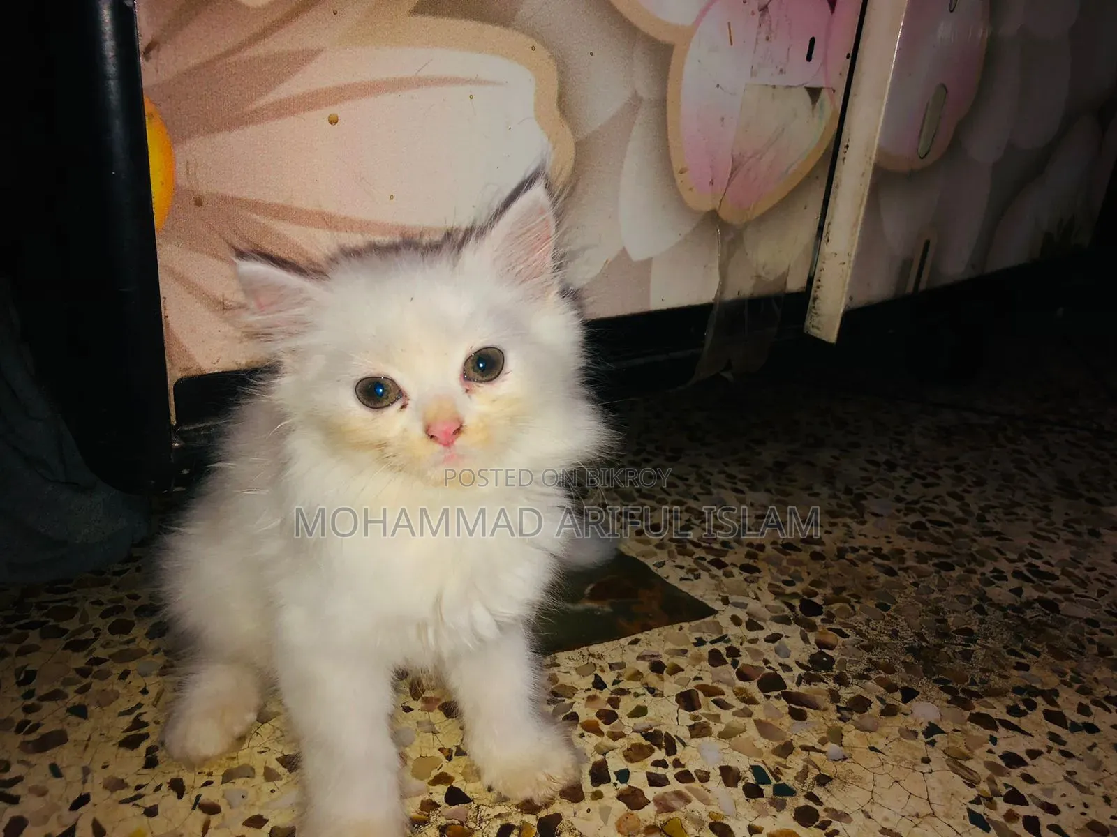 1-3 Months Male Purebred Persian