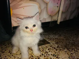 1-3 Months Male Purebred Persian