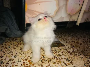1-3 Months Male Purebred Persian