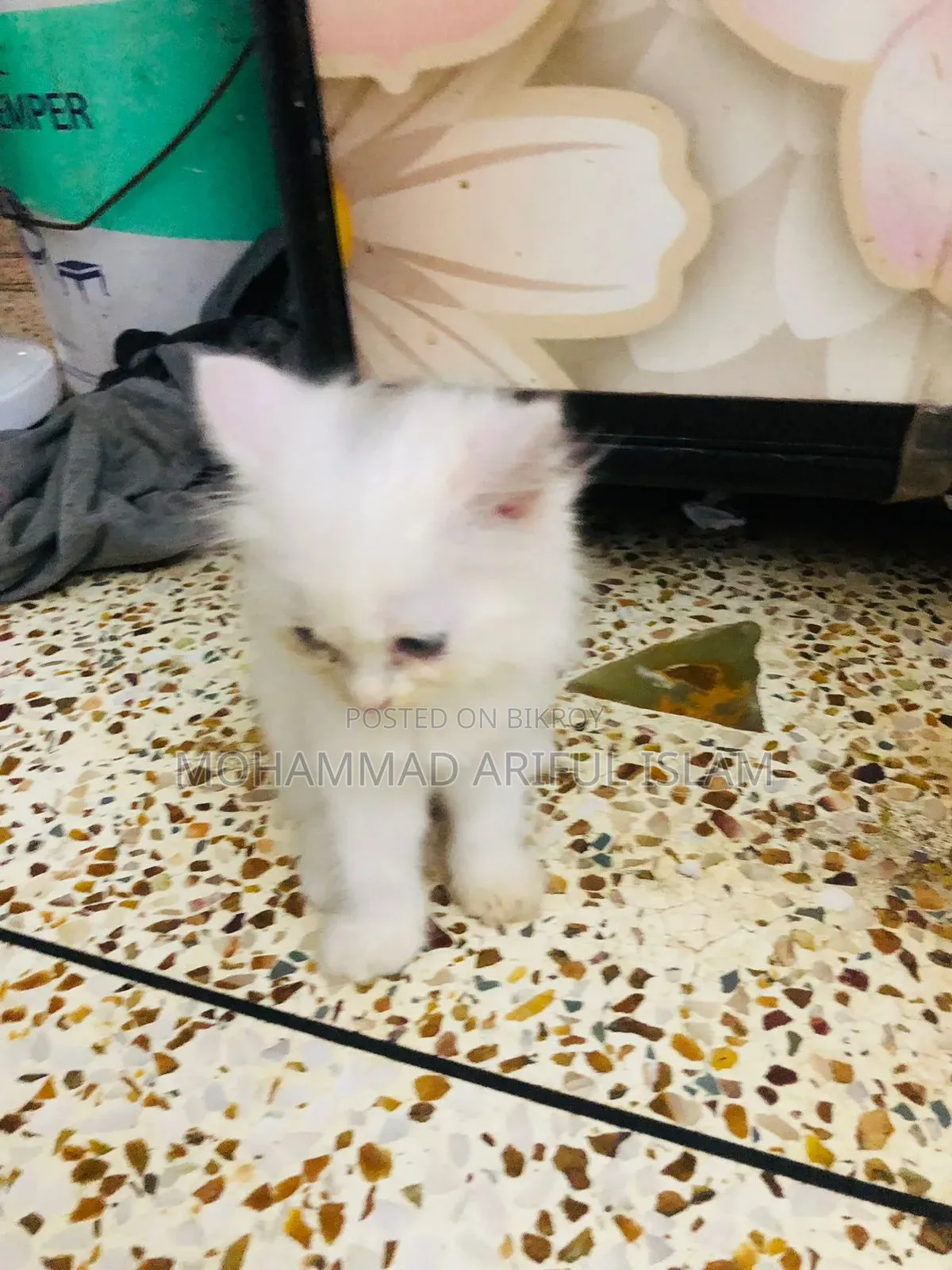 1-3 Months Male Purebred Persian
