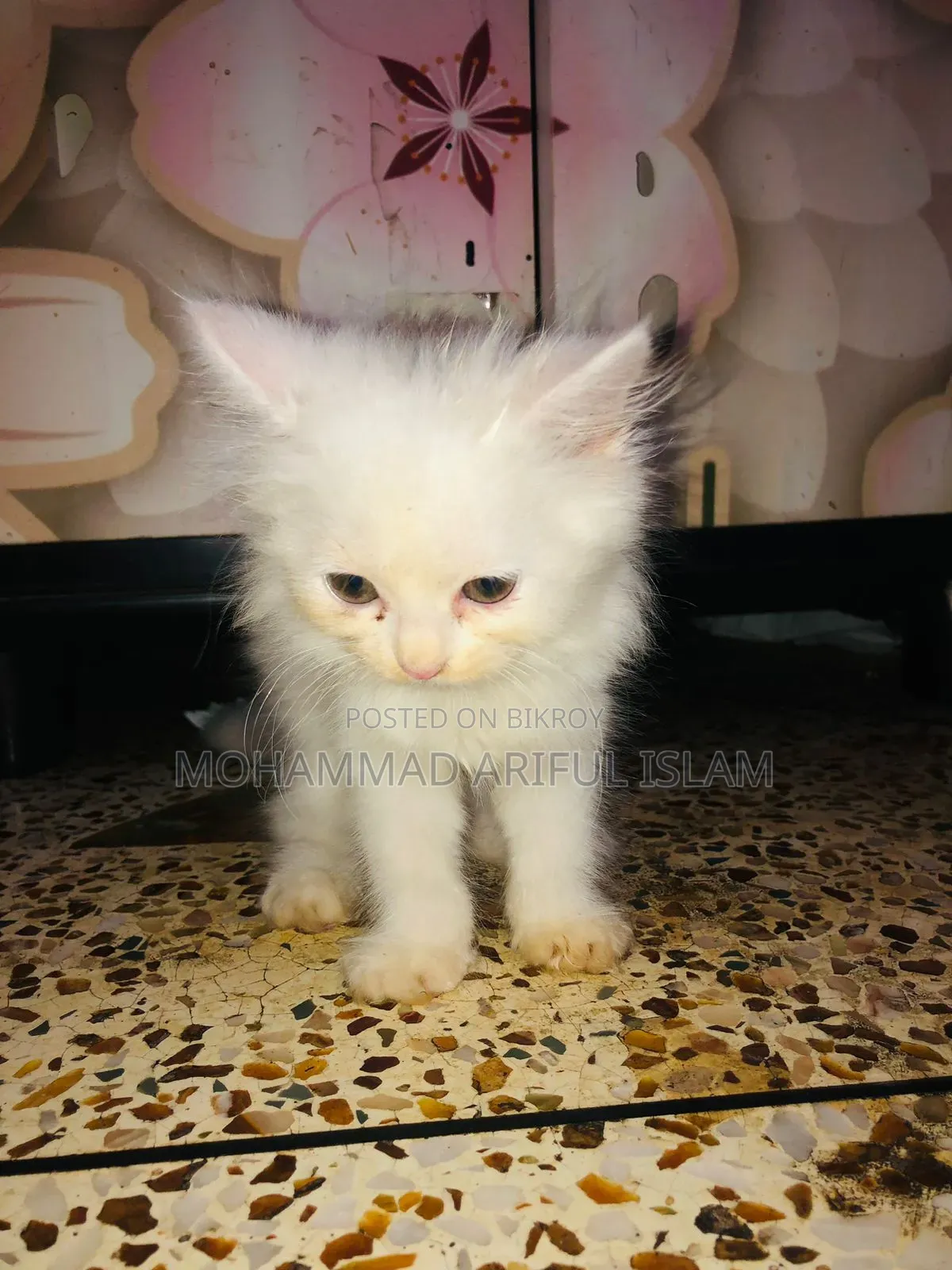 1-3 Months Male Purebred Persian