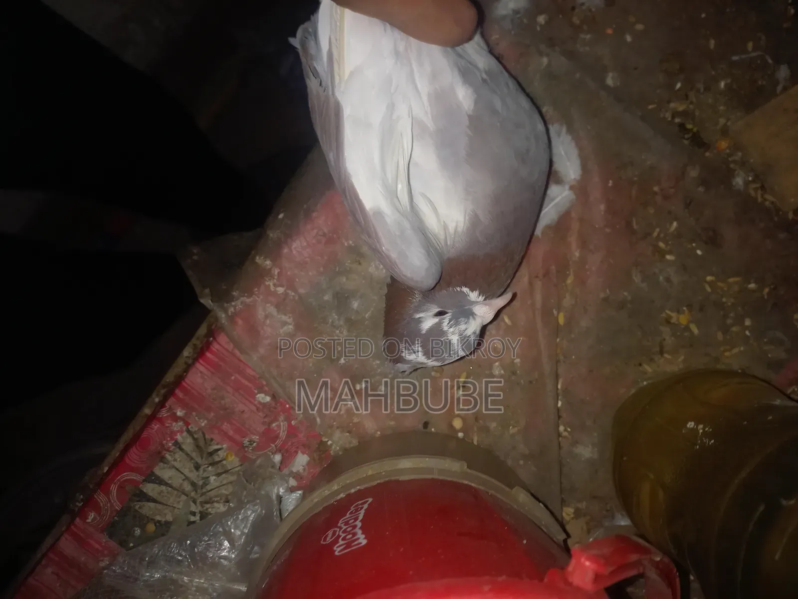 ভালো মানের কবুতর