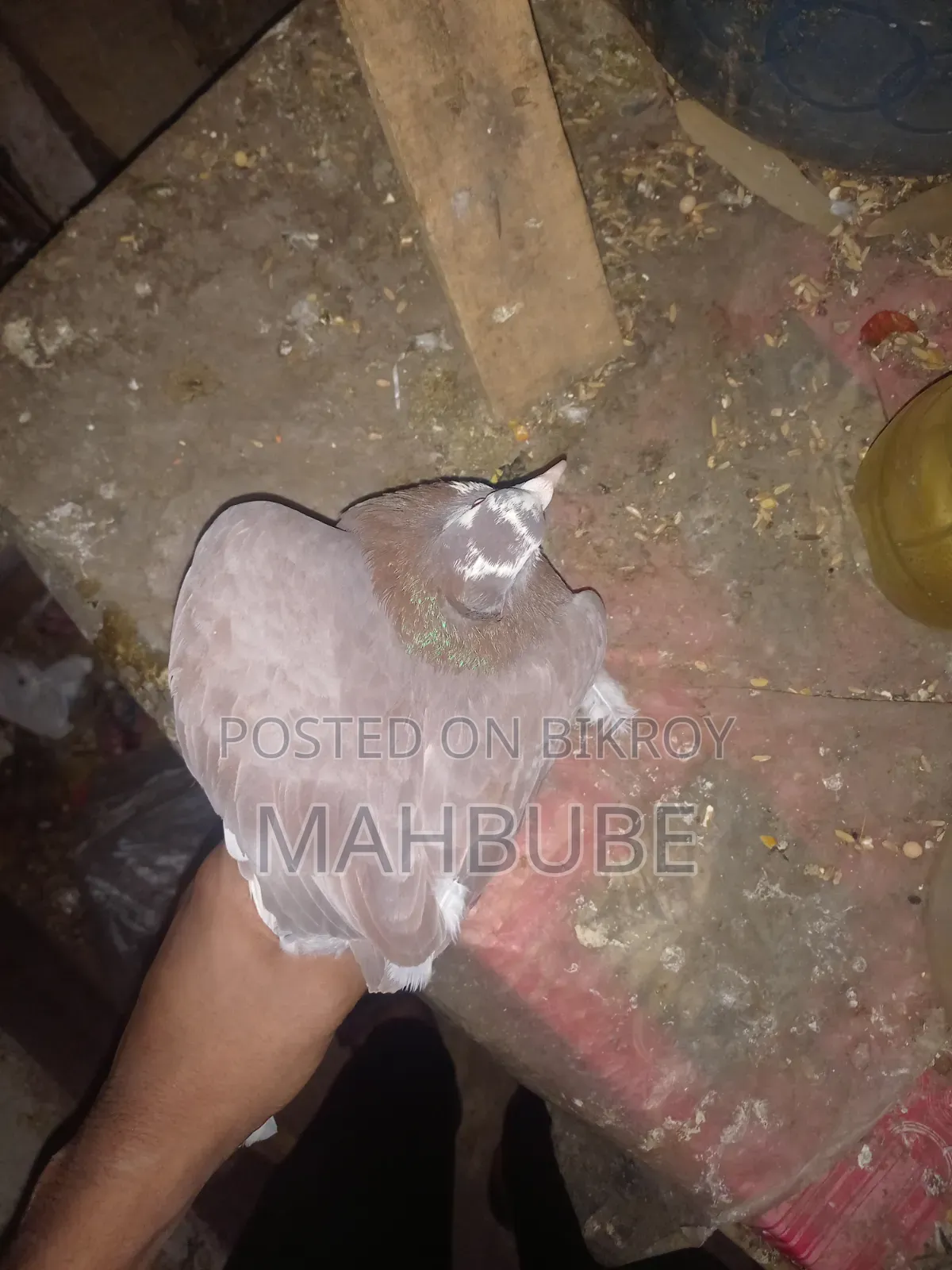 ভালো মানের কবুতর