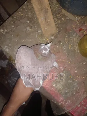 ভালো মানের কবুতর
