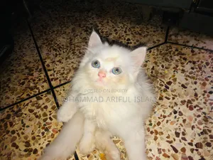 1-3 Months Male Purebred Persian