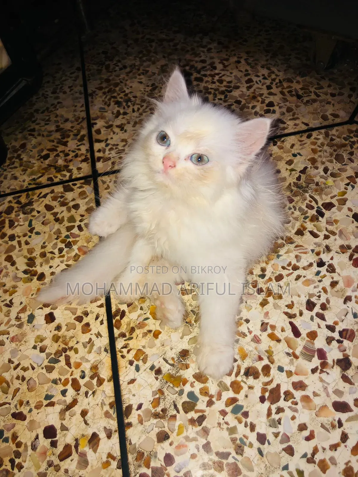 1-3 Months Male Purebred Persian