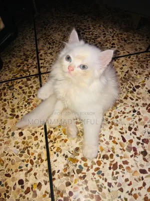 1-3 Months Male Purebred Persian