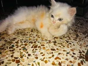 1-3 Months Male Purebred Persian