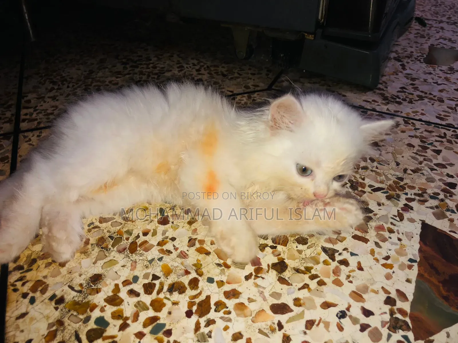 1-3 Months Male Purebred Persian