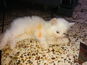1-3 Months Male Purebred Persian