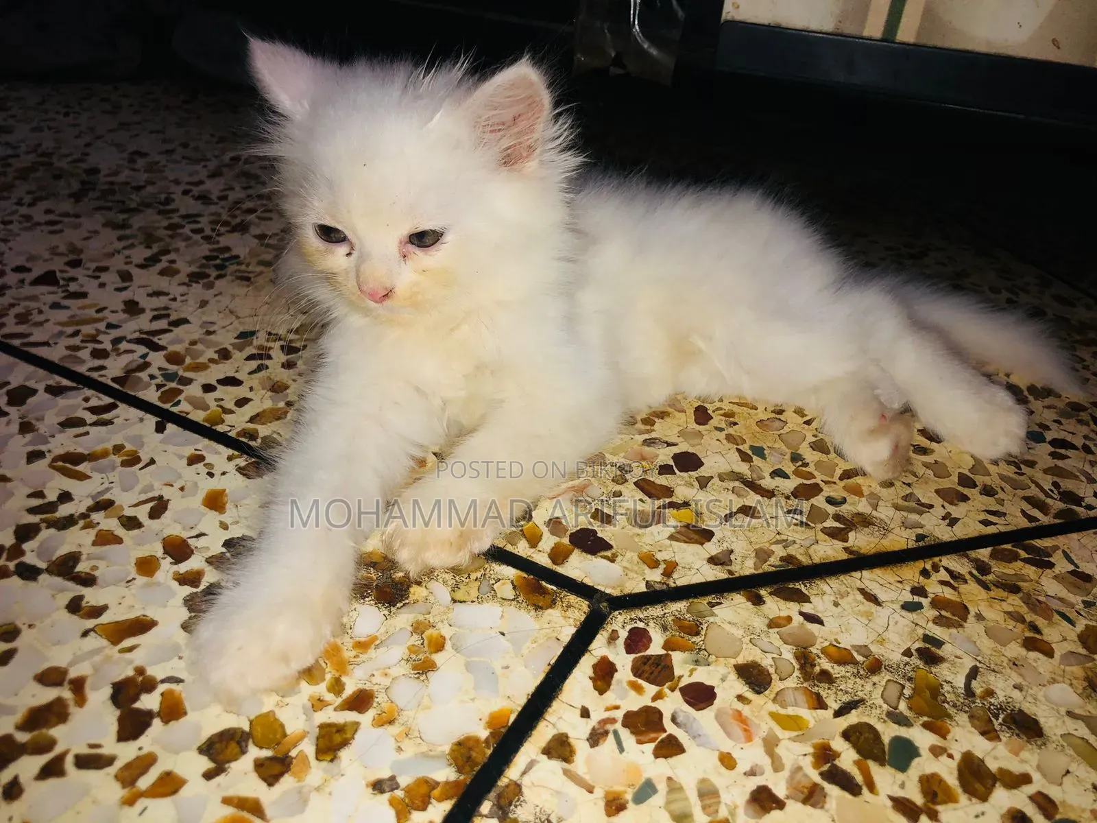 1-3 Months Male Purebred Persian