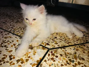 1-3 Months Male Purebred Persian