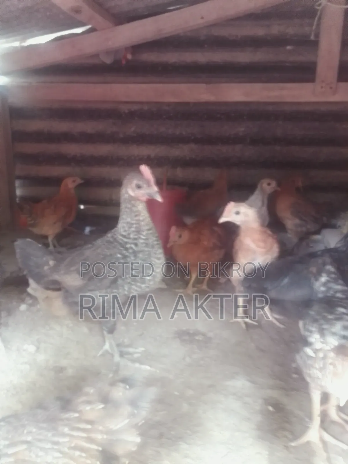 Chicken chicks for sale