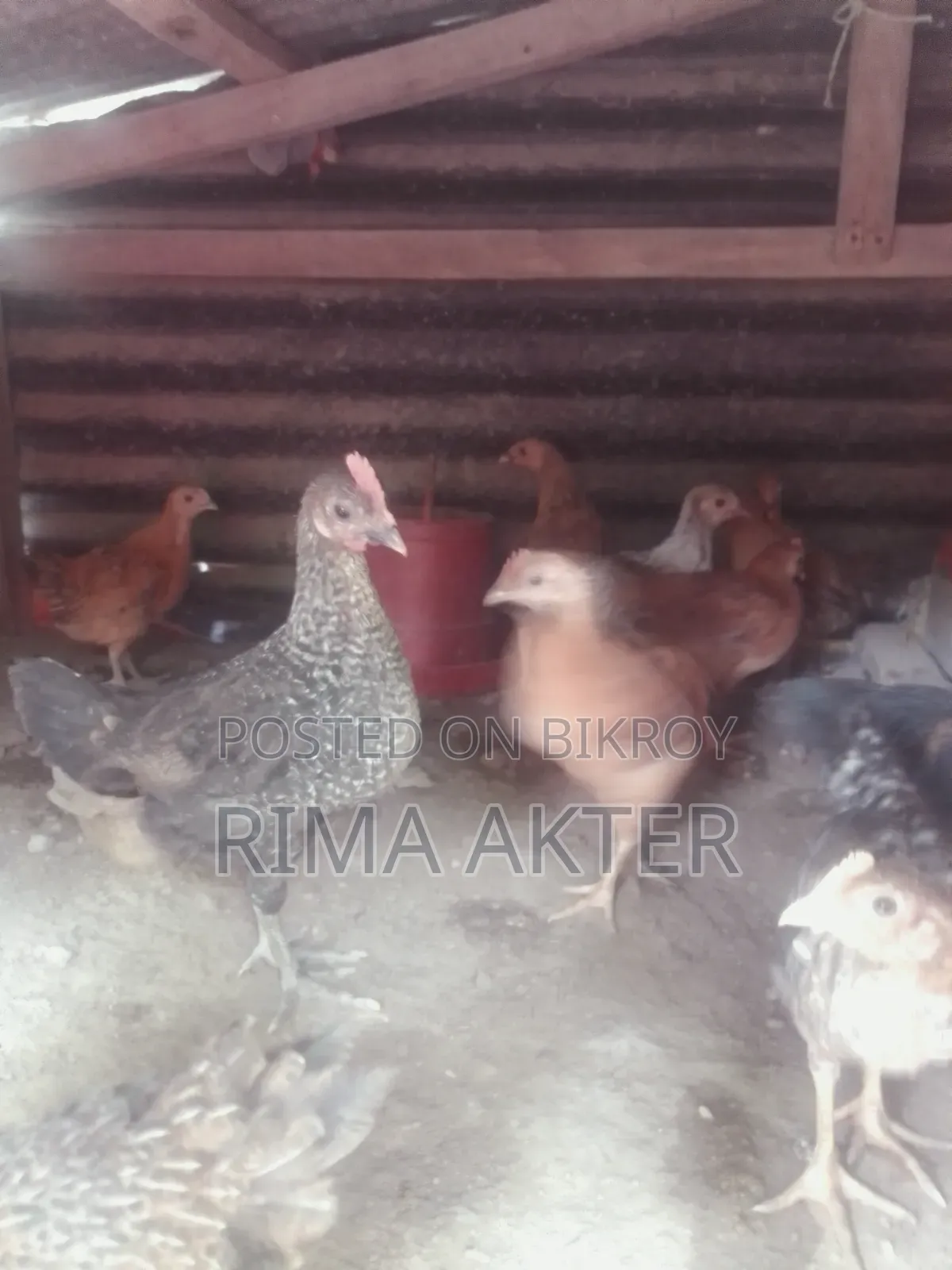 Chicken chicks for sale