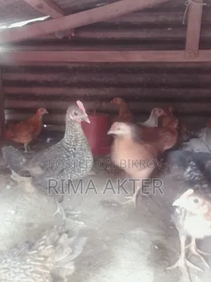Chicken chicks for sale