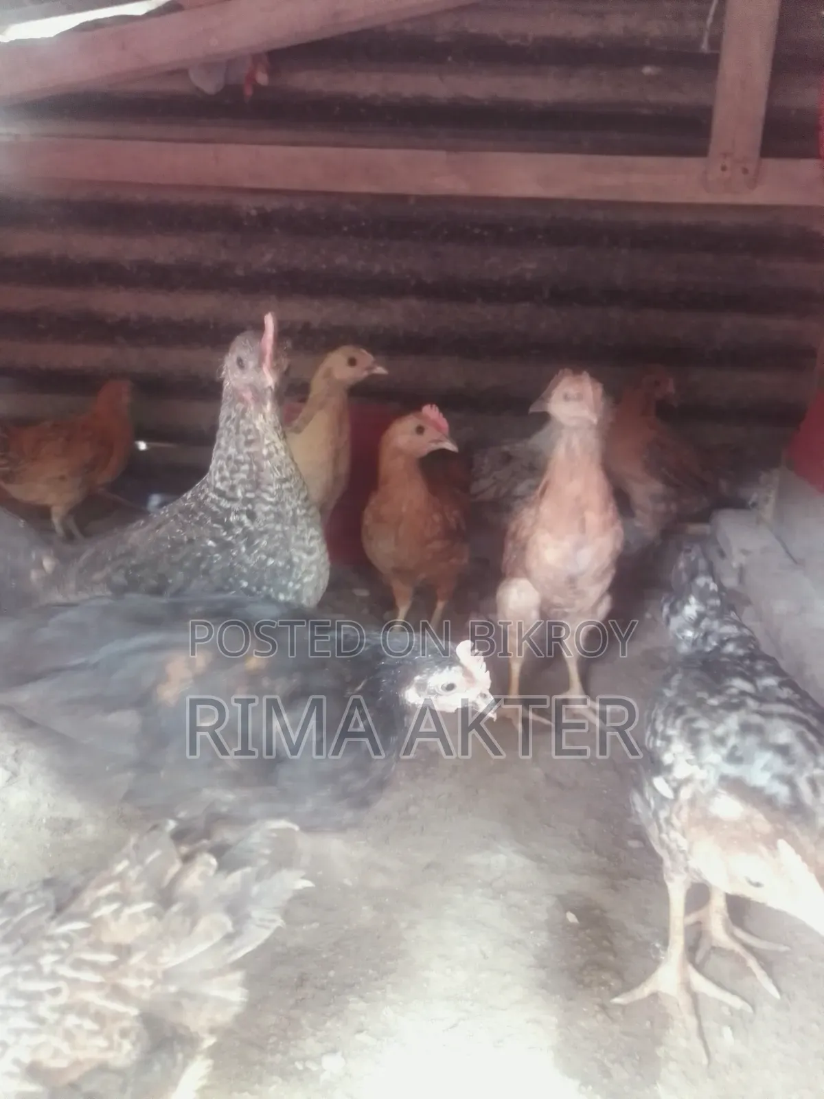 Chicken chicks for sale