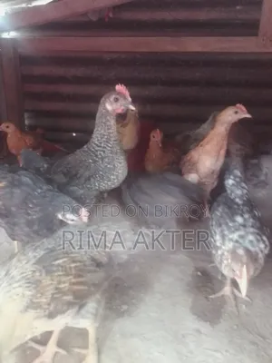 Chicken chicks for sale