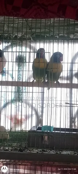 Love Birds Running Pair