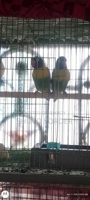 Love Birds Running Pair