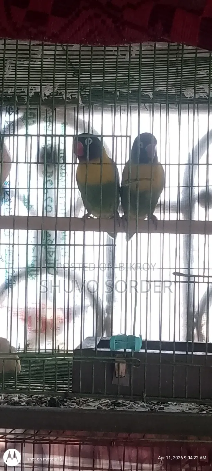 Love Birds Running Pair