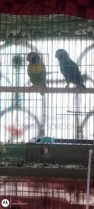 Love Birds Running Pair