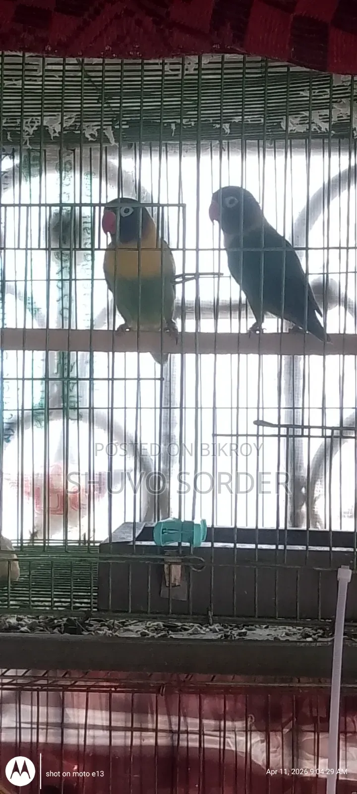 Love Birds Running Pair