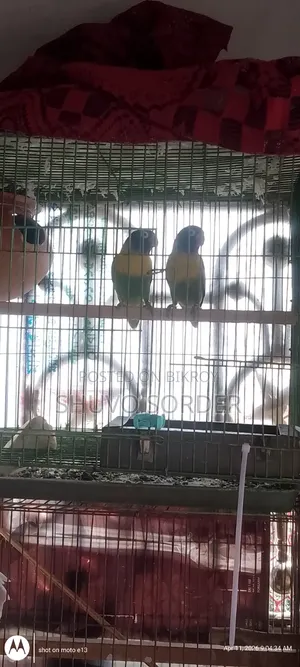 Love Birds Running Pair
