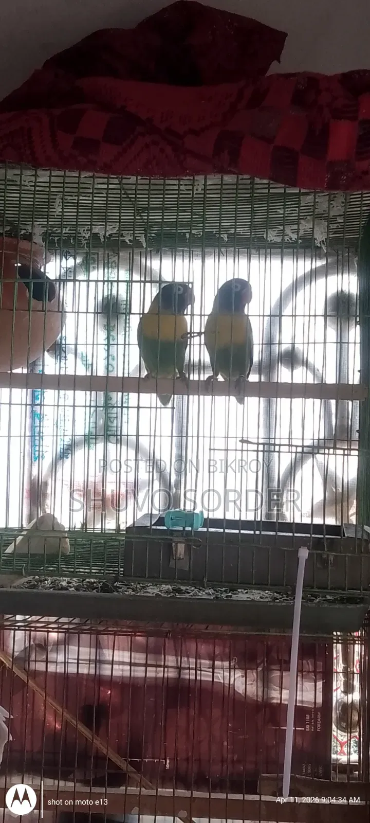 Love Birds Running Pair