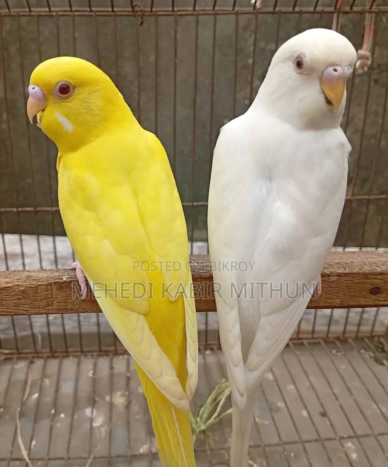 Red Eye Budgie Bird