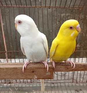 Red Eye Budgie Bird