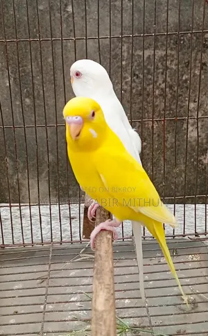 Red Eye Budgie Bird