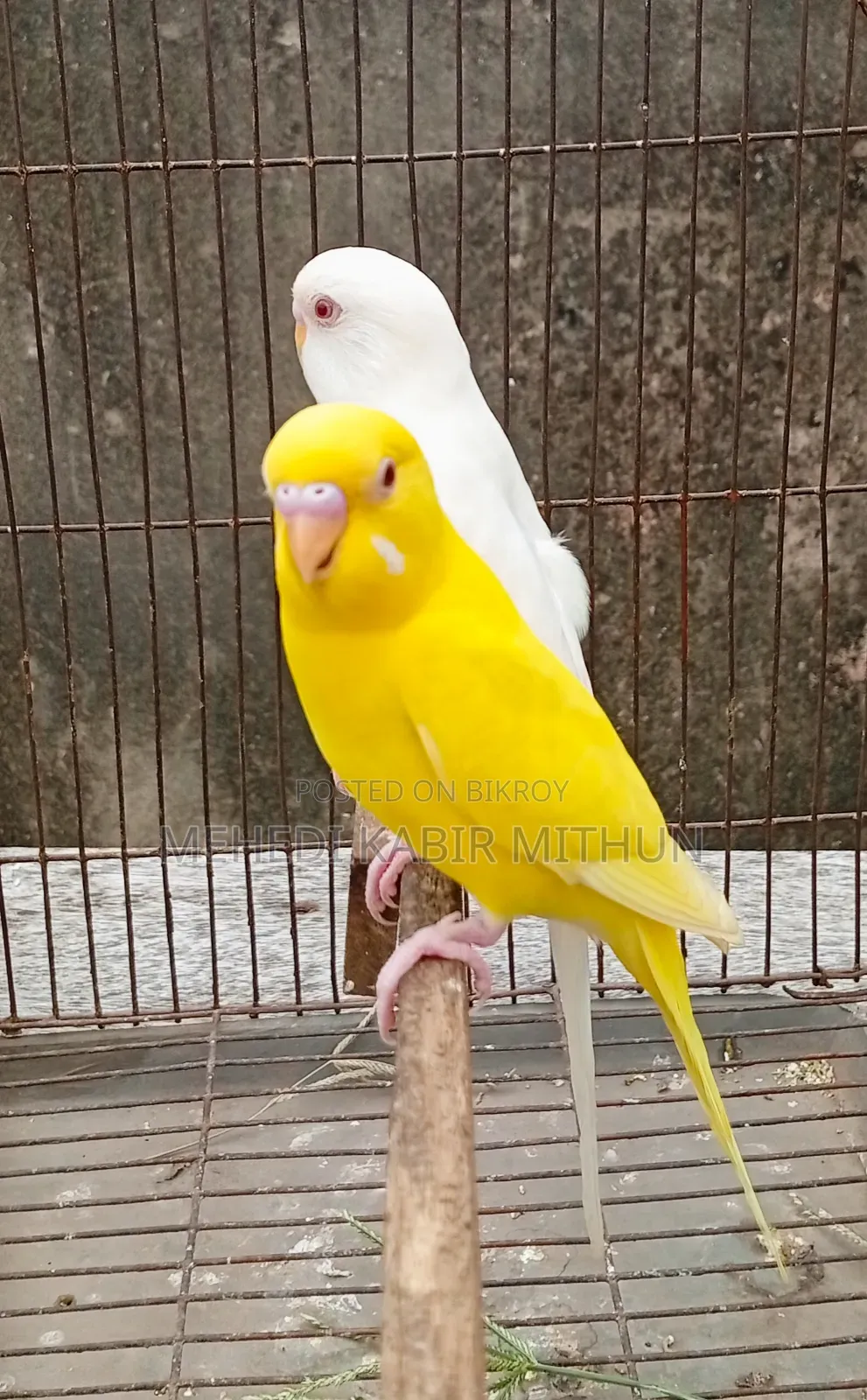 Red Eye Budgie Bird