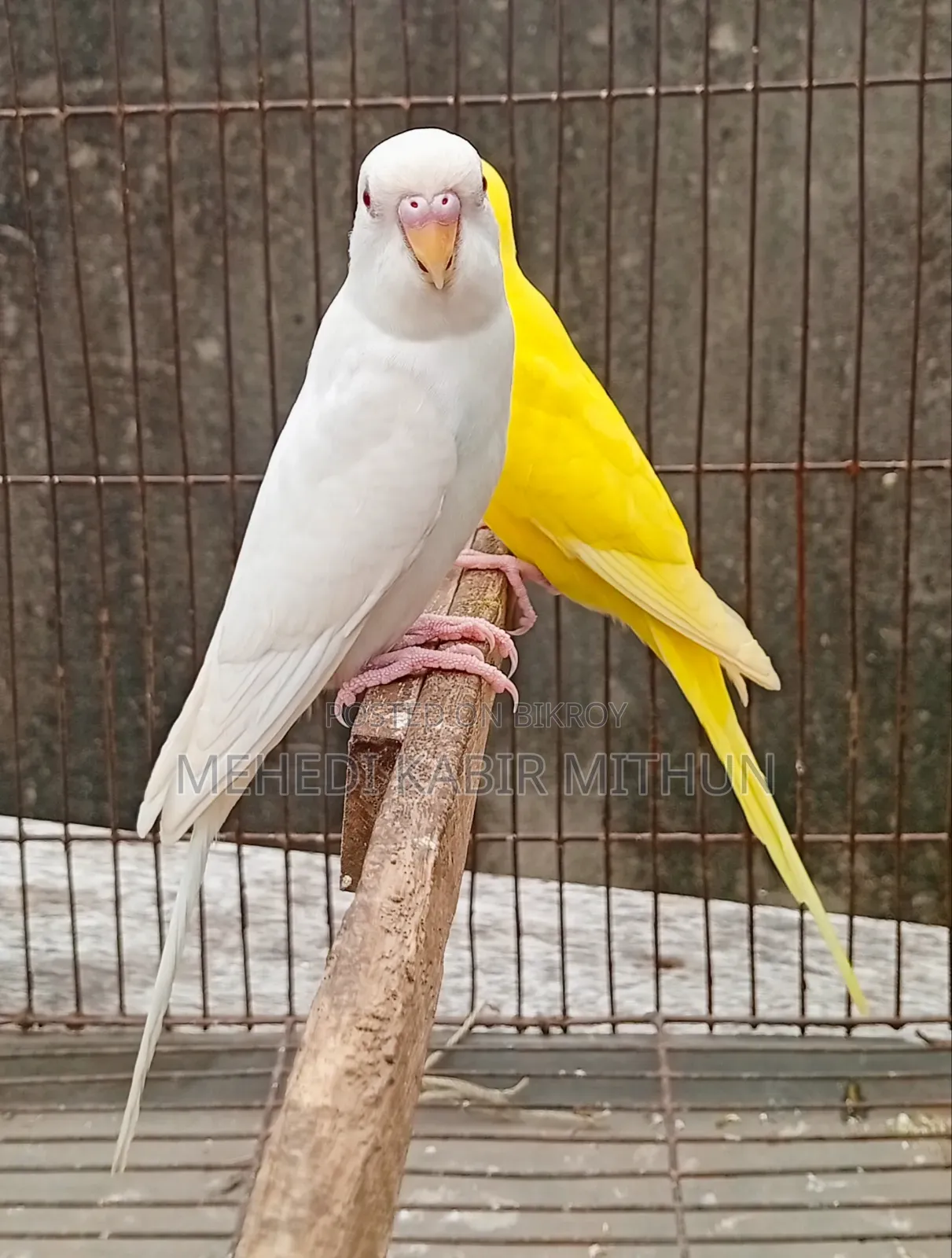 Red Eye Budgie Bird