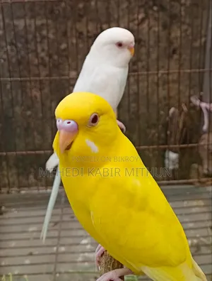 Red Eye Budgie Bird