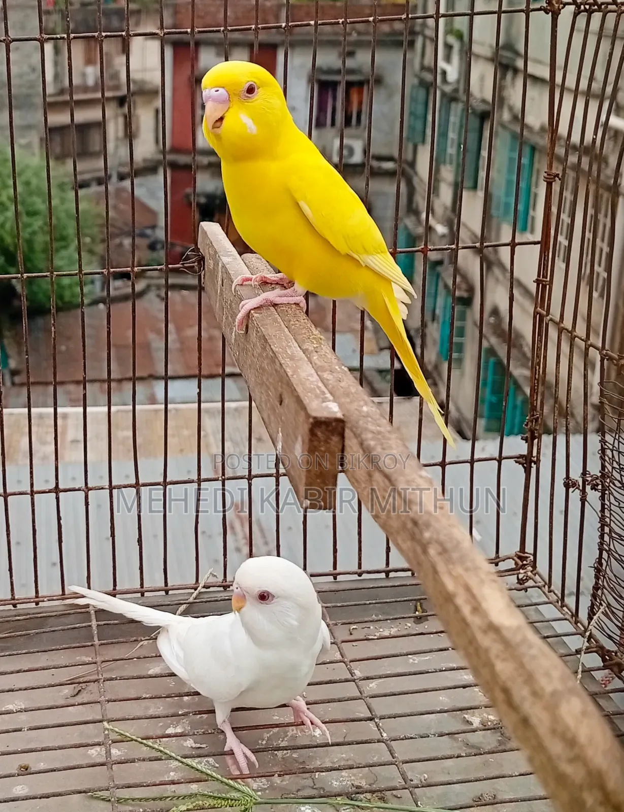 Red Eye Budgie Bird