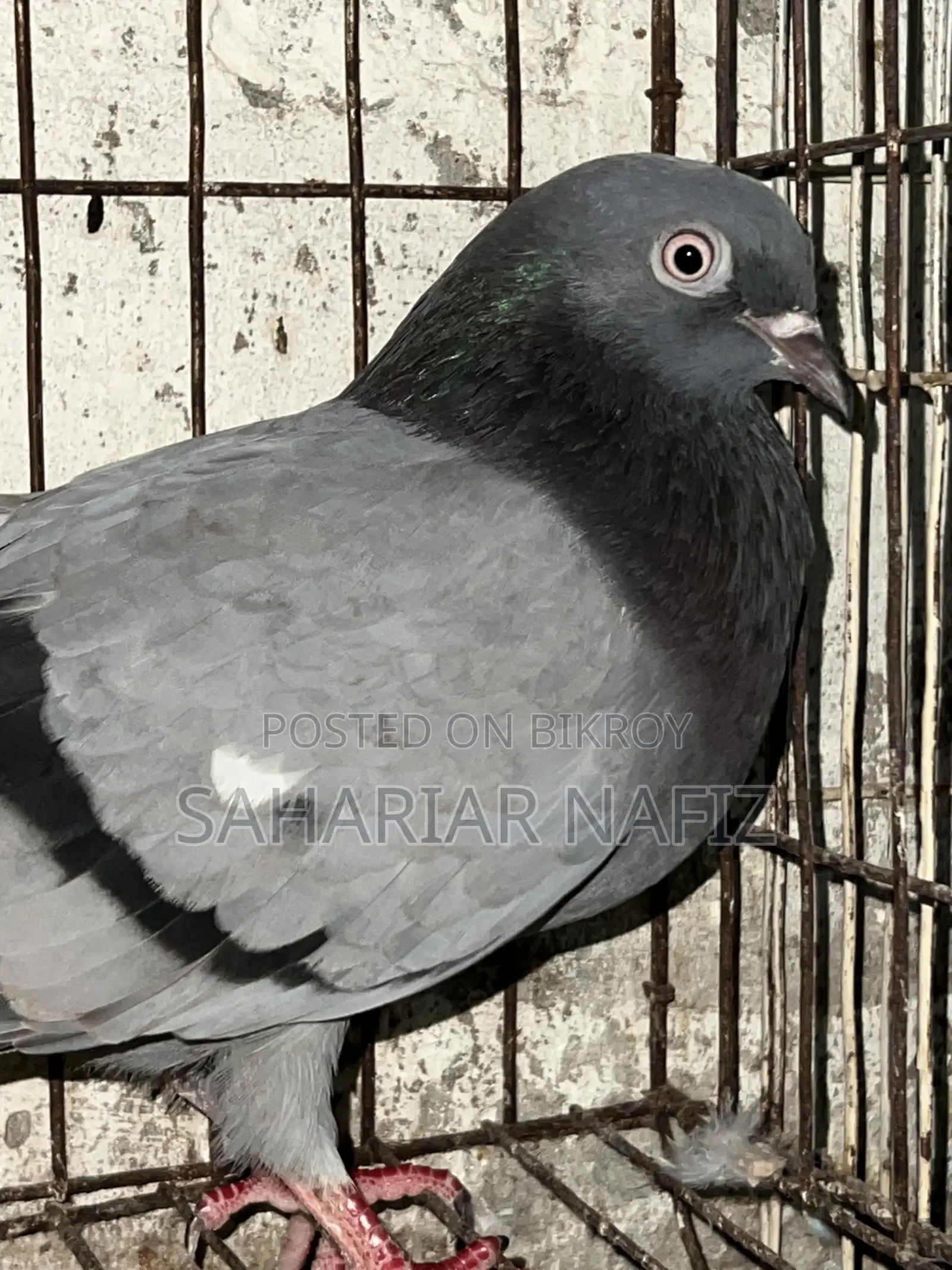 Green Female Pigeon