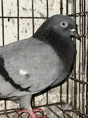 Green Female Pigeon