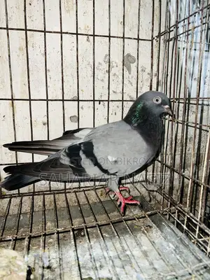 Green Female Pigeon