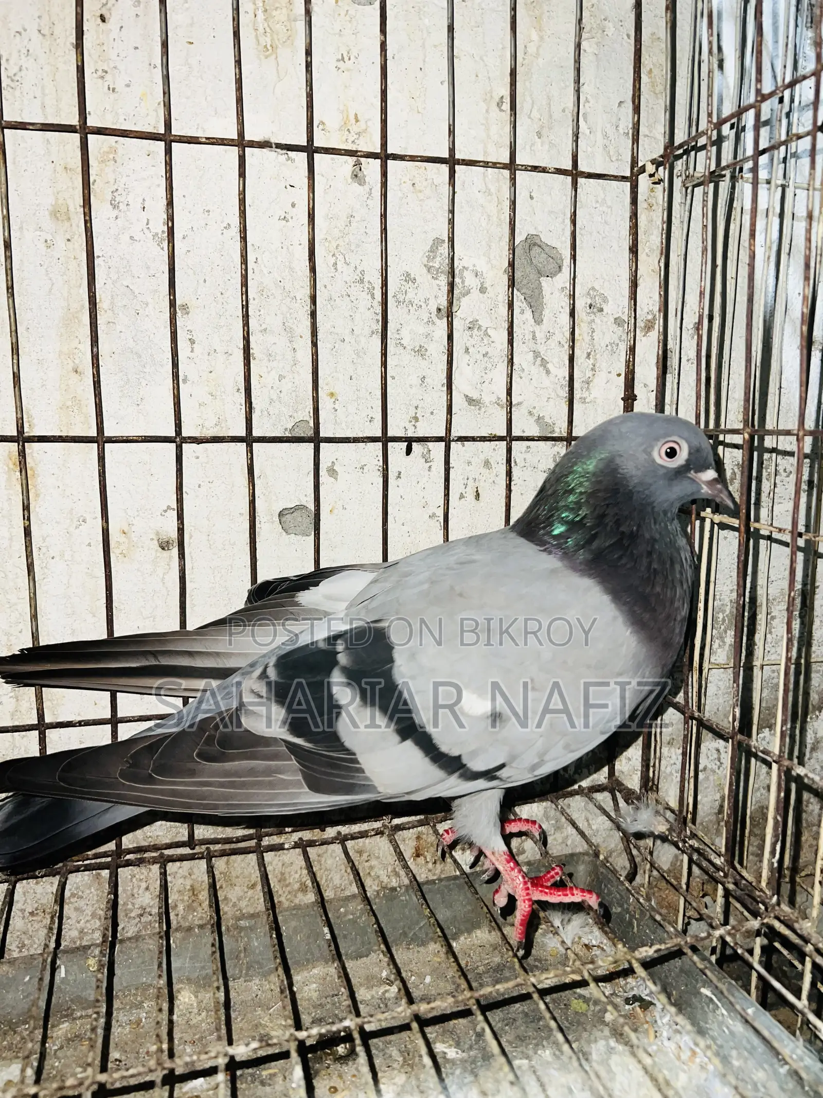 Green Female Pigeon