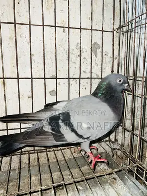 Green Female Pigeon