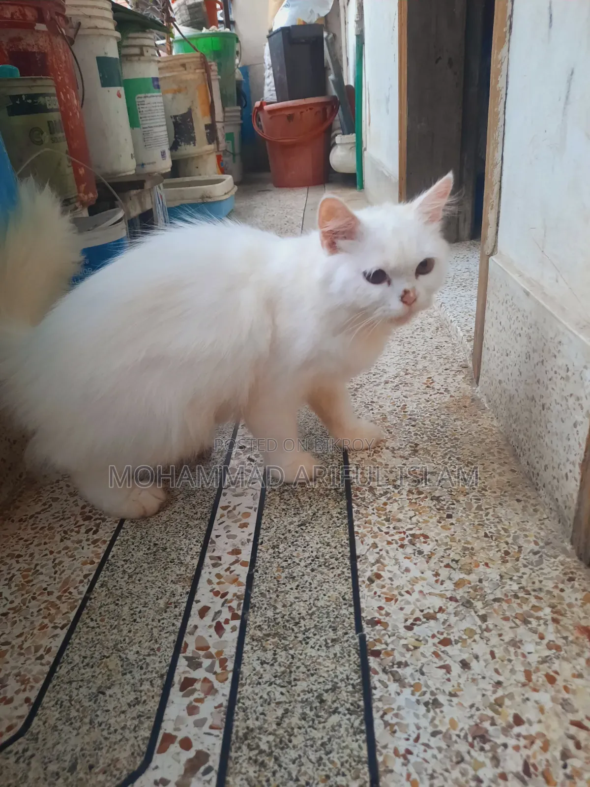6-12 Months Female Purebred Persian Cat