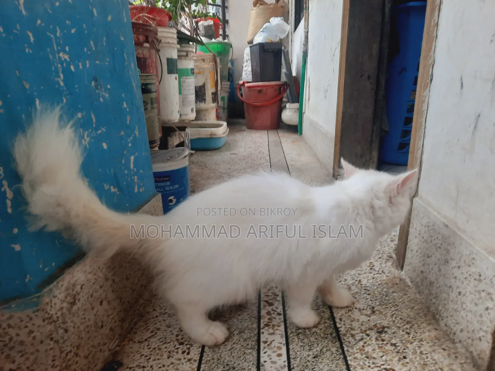 6-12 Months Female Purebred Persian Cat