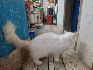 6-12 Months Female Purebred Persian Cat
