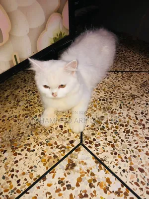 6-12 Months Female Purebred Persian Cat