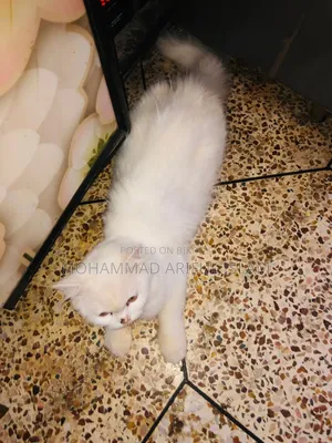6-12 Months Female Purebred Persian Cat