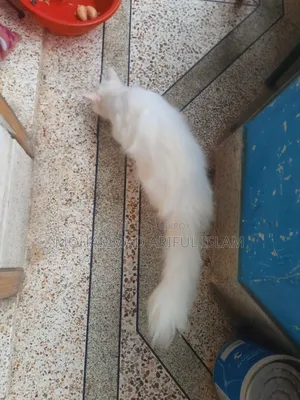 6-12 Months Female Purebred Persian Cat