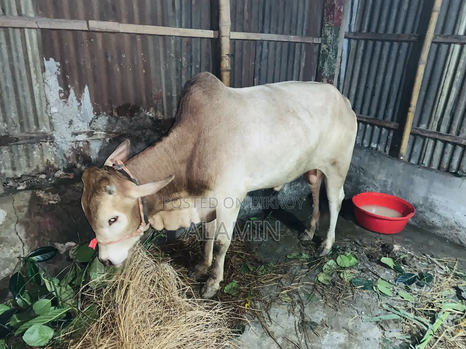 দেশি কুরবানির গরু বিক্রয় হবে