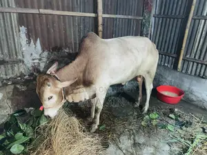 Local sacrificial cow for sale