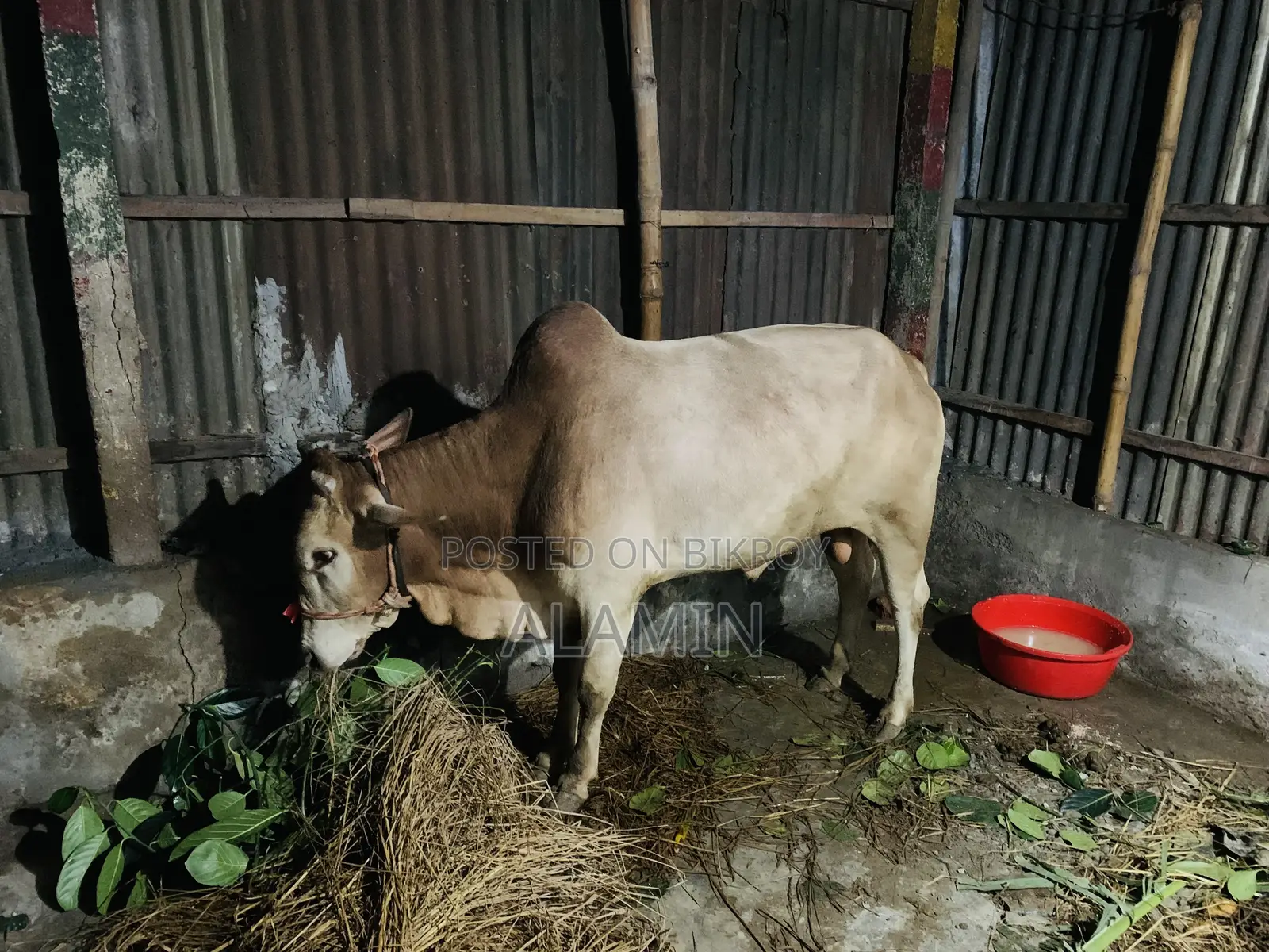 দেশি কুরবানির গরু বিক্রয় হবে