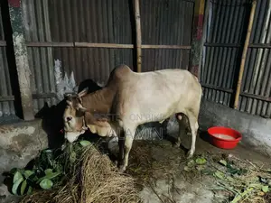 দেশি কুরবানির গরু বিক্রয় হবে